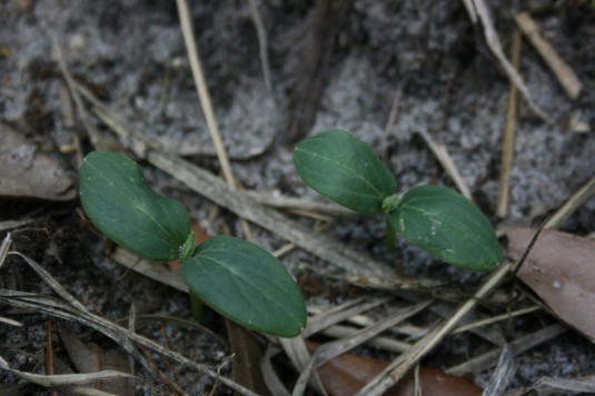 cucumbers are sprouting