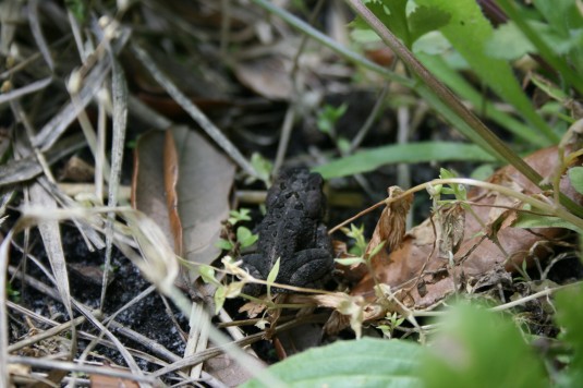 exciting find hopping about