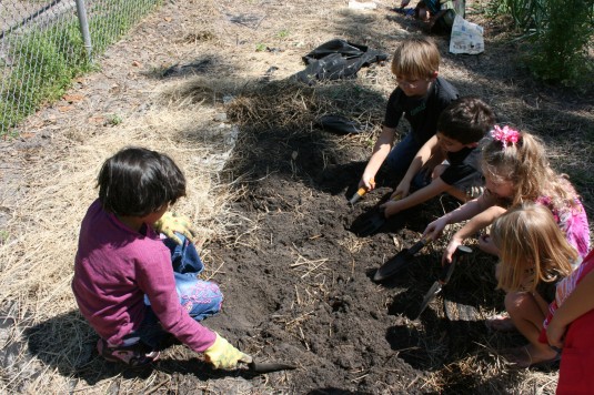 planting watermelon