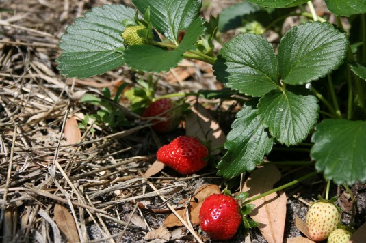 strawberries for (almost) everyone!