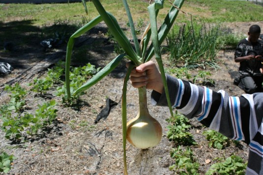 Lookee what we grew!