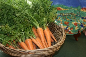 freshly harvested carrots