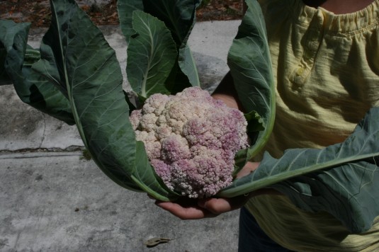 purple cauliflower anyone