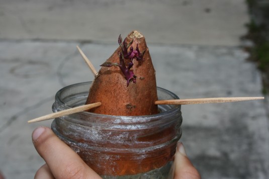 starting sweet potato slips