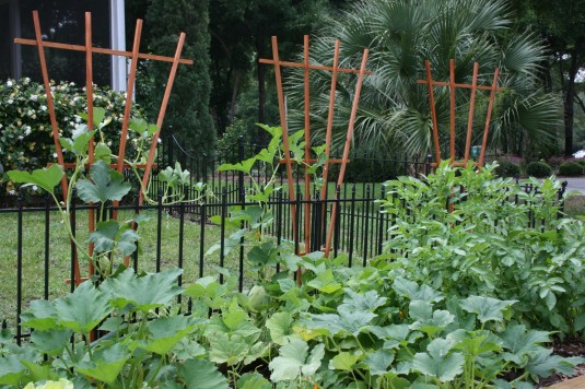 backyard garden