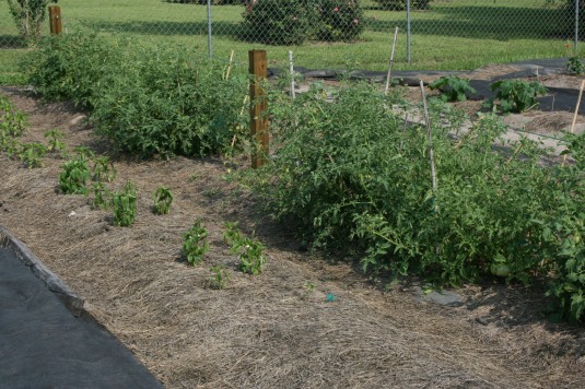 modified trellis