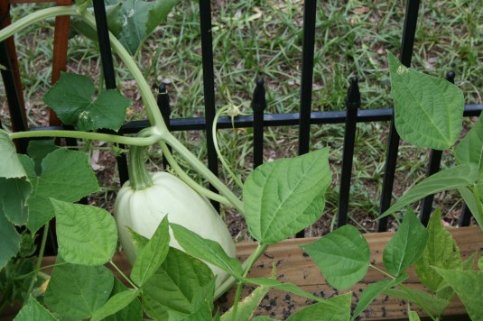 mystery squash
