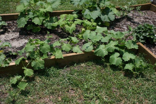sprawling zucchini