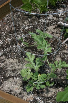 staked watermelon
