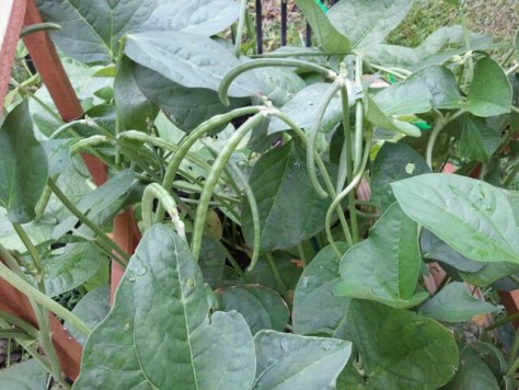 Ashley's conch peas