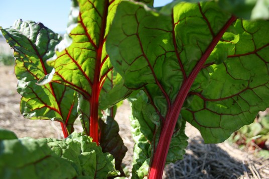 leafy swiss chard