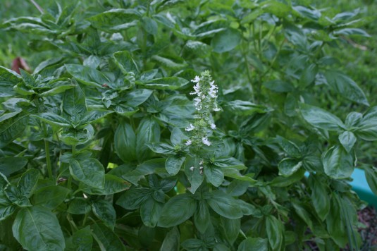 Bushy basil needs pinched