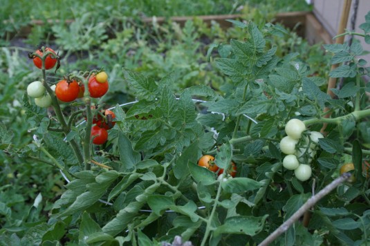 Julie's cherry tomatoes