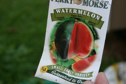 Sugar Baby Melon seeds
