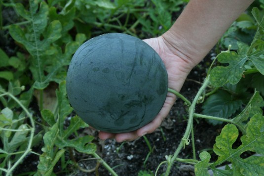 Unique watermelon