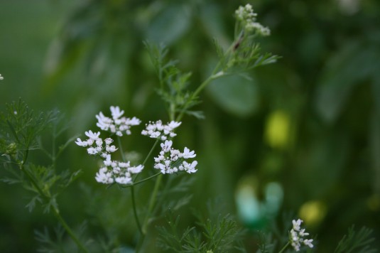 budding coriander