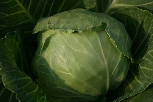 snug as a bug cabbage