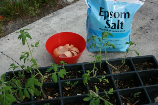 secrets to our tomatoes