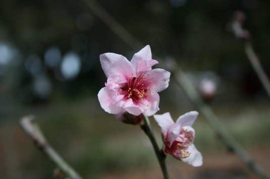 Mandy's peach blossom