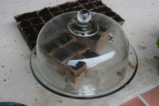 Tami's makeshift greenhouse