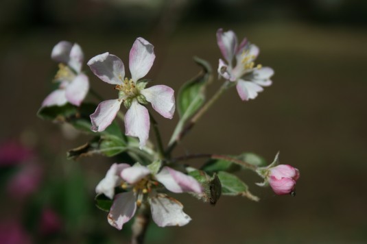 apple blossoms