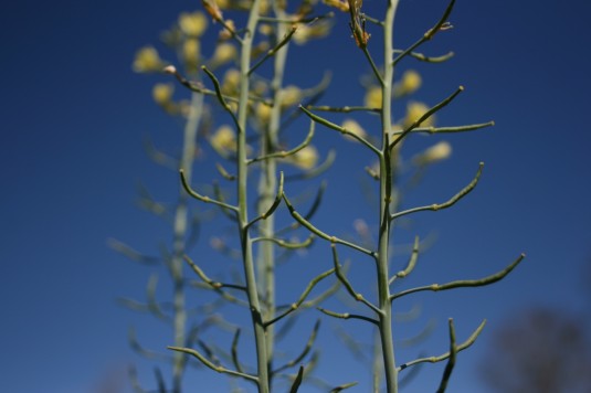 broccoli forming seed pods