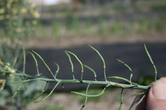 broccoli seed pods