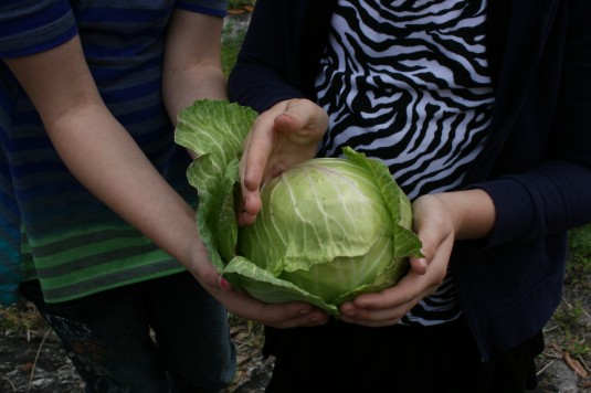 cabbage for coleslaw