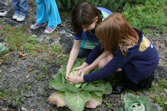 harvesting cabbage