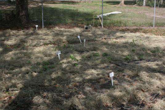 our new school garden in the shade of afternoon