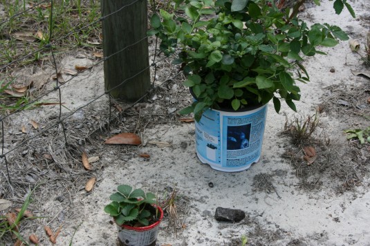 Tami's blueberry and strawberry plants