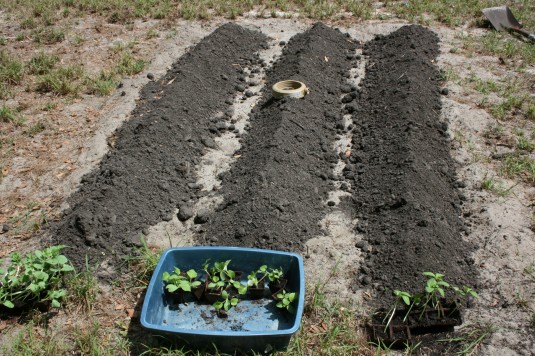 Tami's soon to be watermelon and cantaulope
