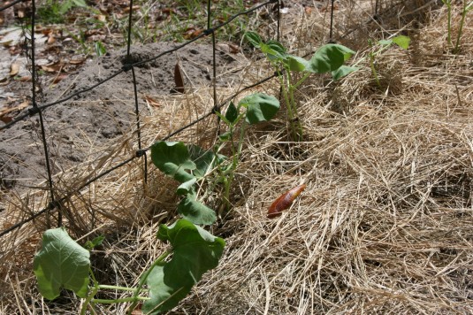 beans ready to climb