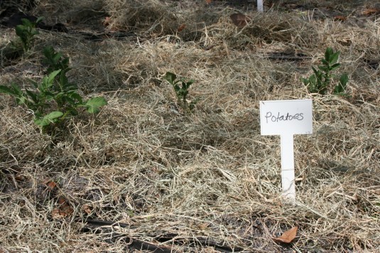hay mulch for potatoes