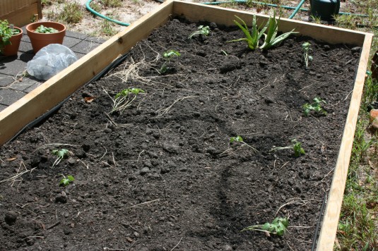 okra and aloe