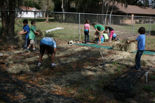 planting sunflowers along the fence