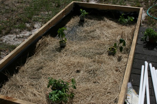 tomato, basil, pepper, squash