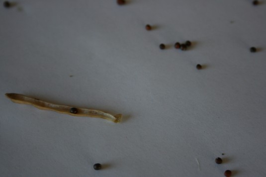 broccoli pods and seeds