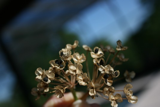 chive seeds in bud