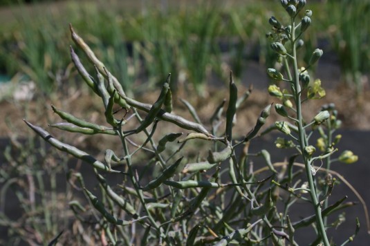 nice sturdy broccoli pods