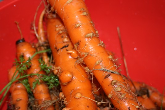 hairy carrots