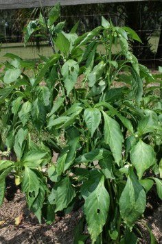 powerful pretty peppers