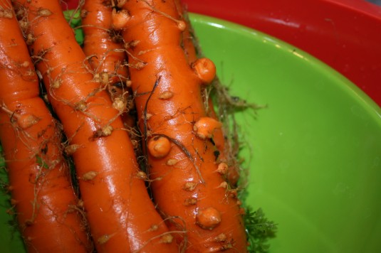 ugly lumps on carrots