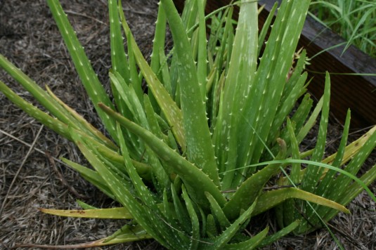 Tami's aloe