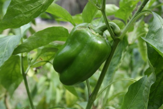 Tami's green pepper