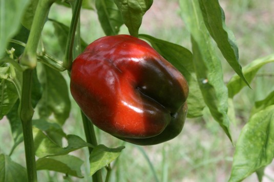 Tami's matured pepper