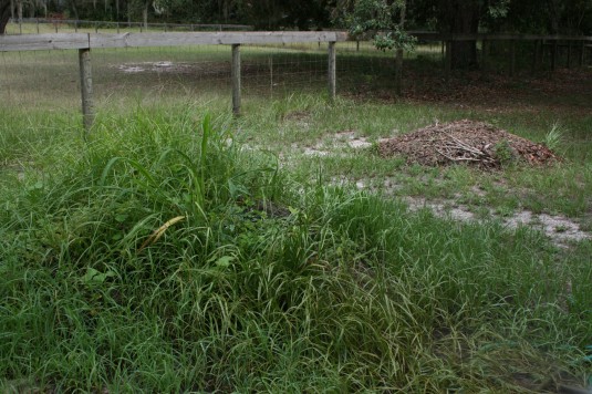 abandoned compost pile