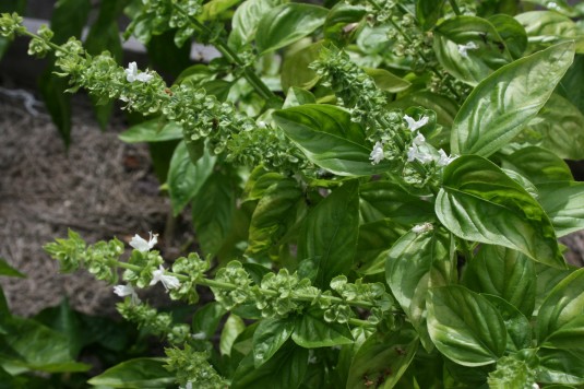 overgrown basil