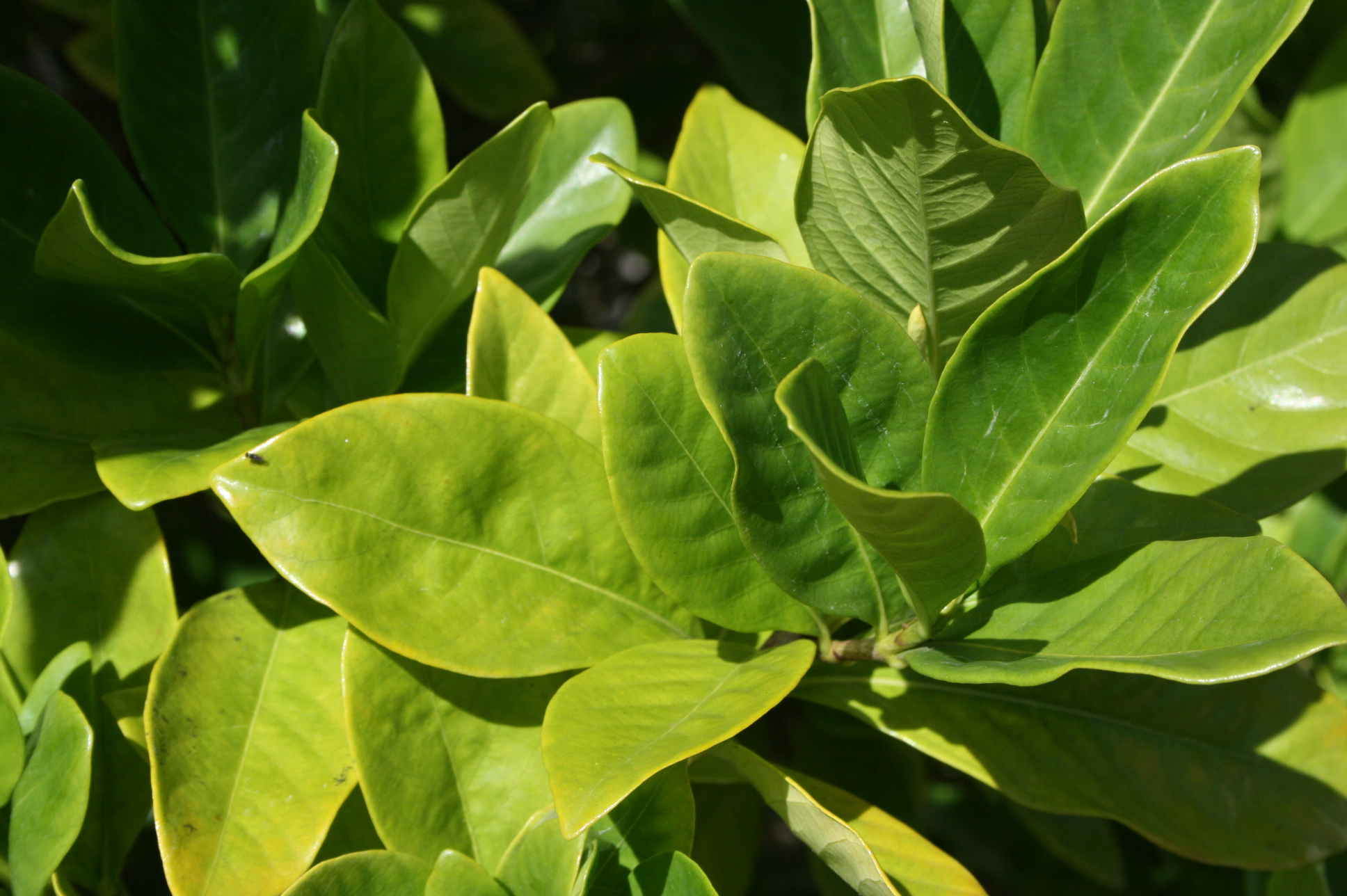 Gardenia Leaves