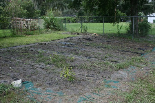 weeded wonder